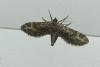 Eupithecia nanata